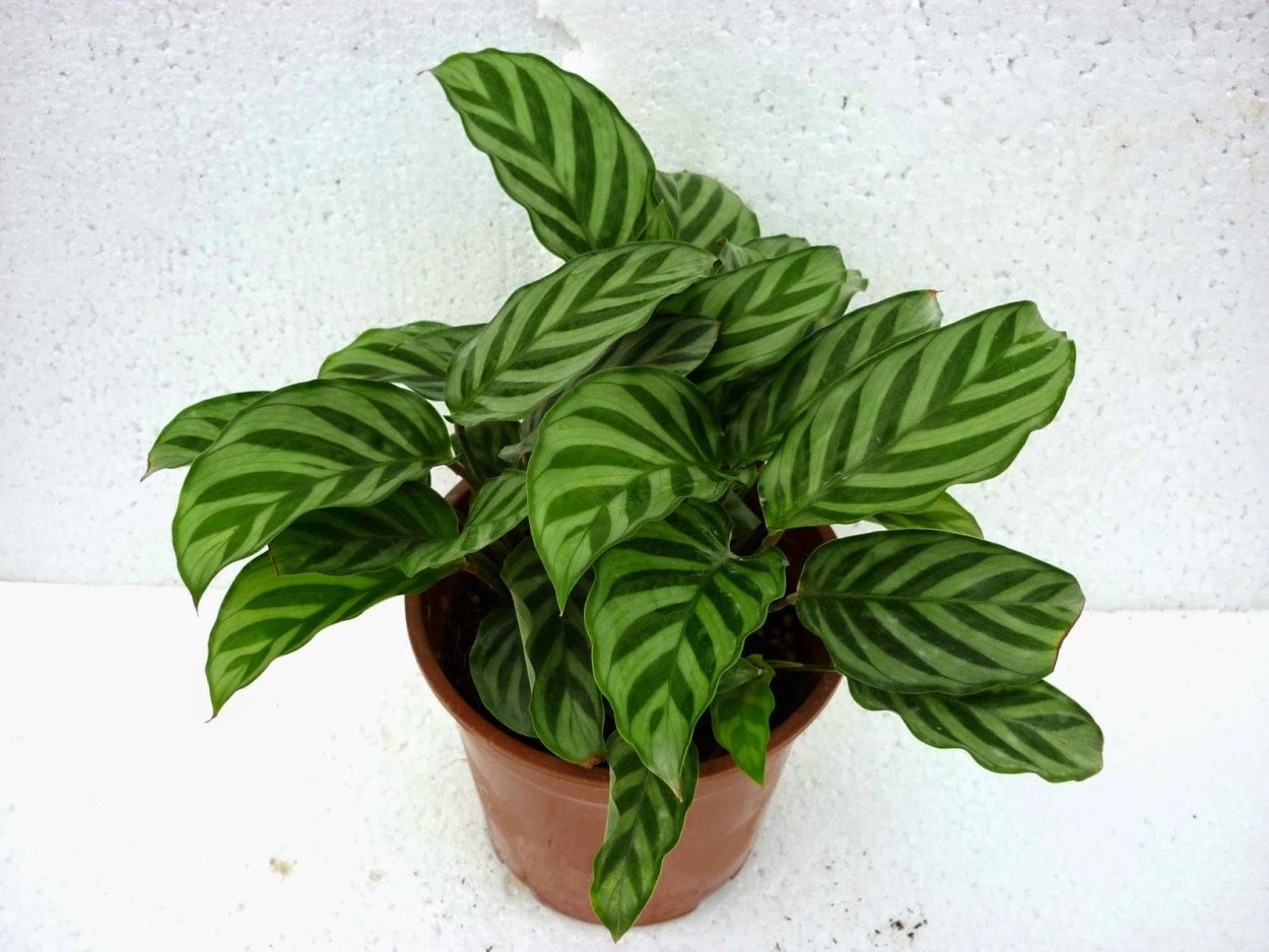 Калатея Мауи Квин