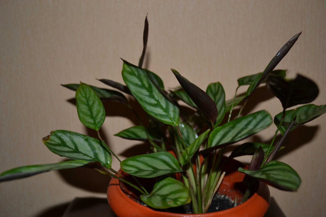 Калатея Макоя Бланш