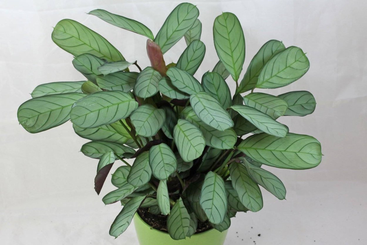 Калатея Леопардина