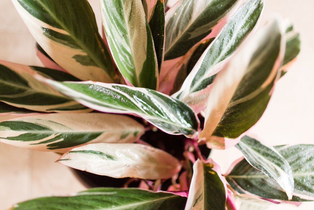 Калатея ктенанта Амабилис