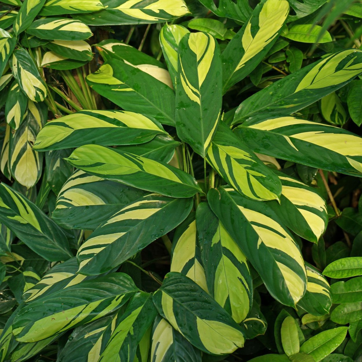 Калатея пинстрайп