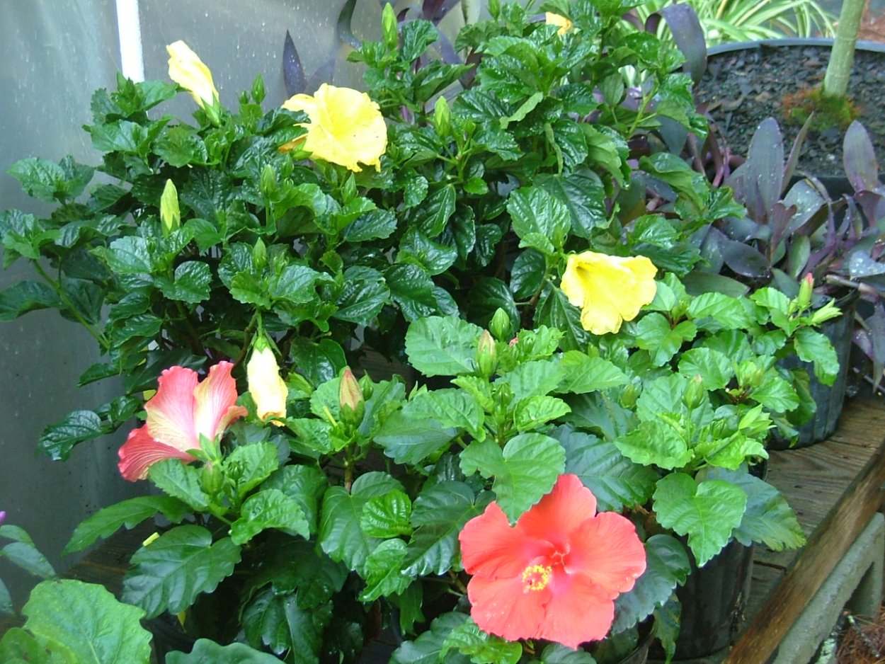 Карликовый гибискус