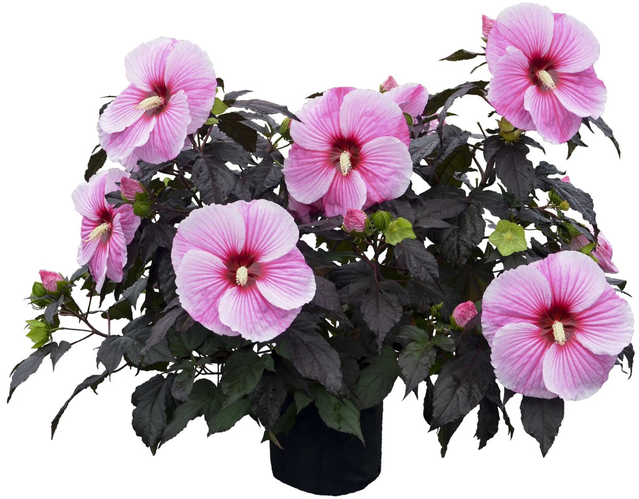 Роза гибискус