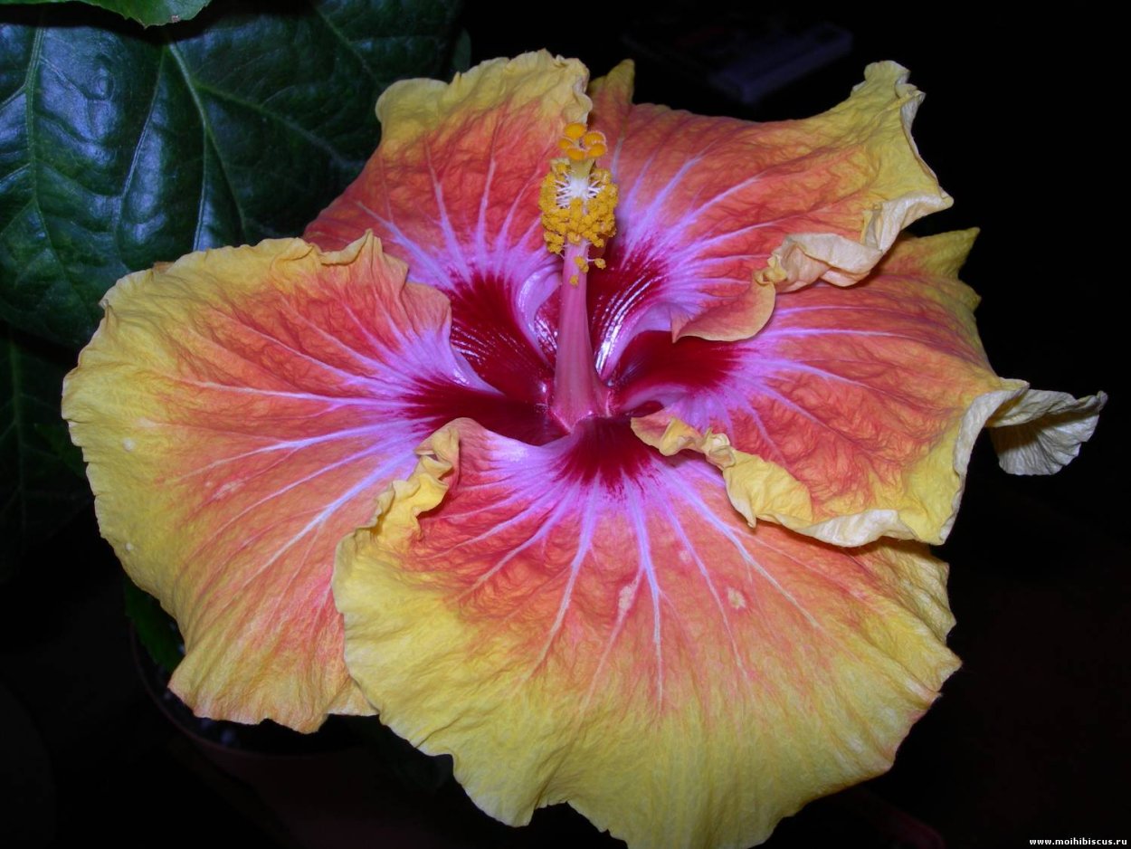 Гибискус ШТОРМФРОНТ