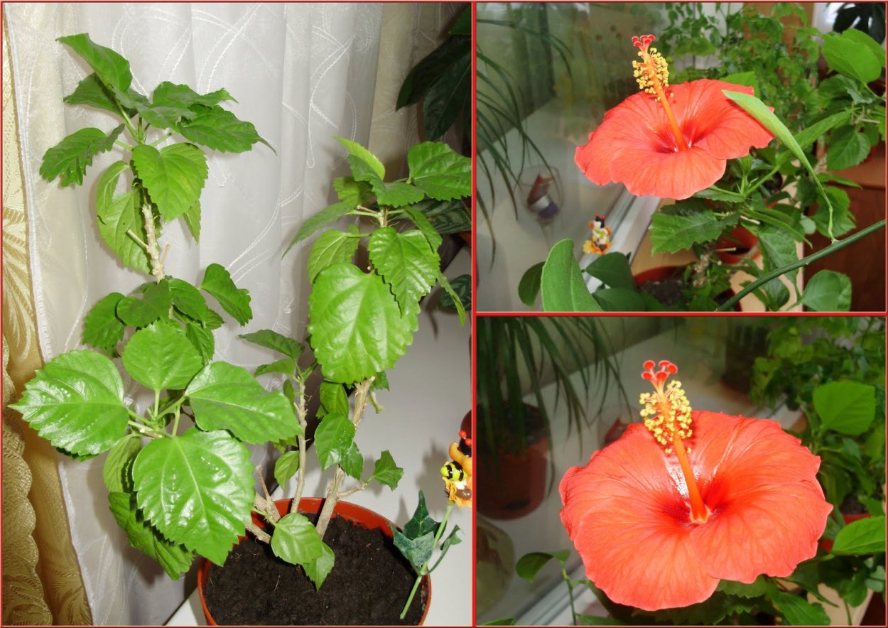 Гибискус Бенджамина