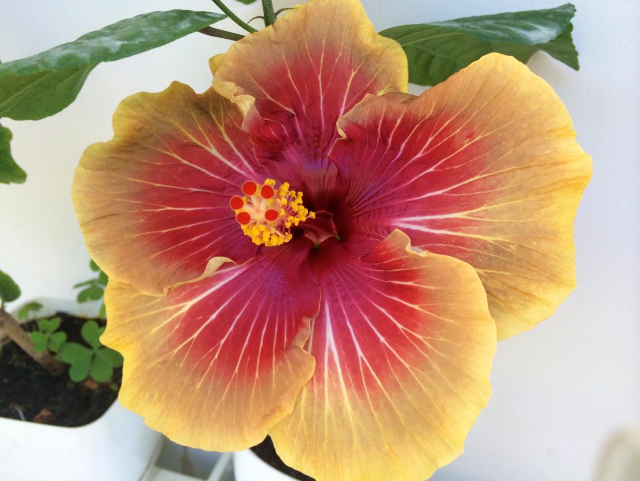 Гибискус водянка