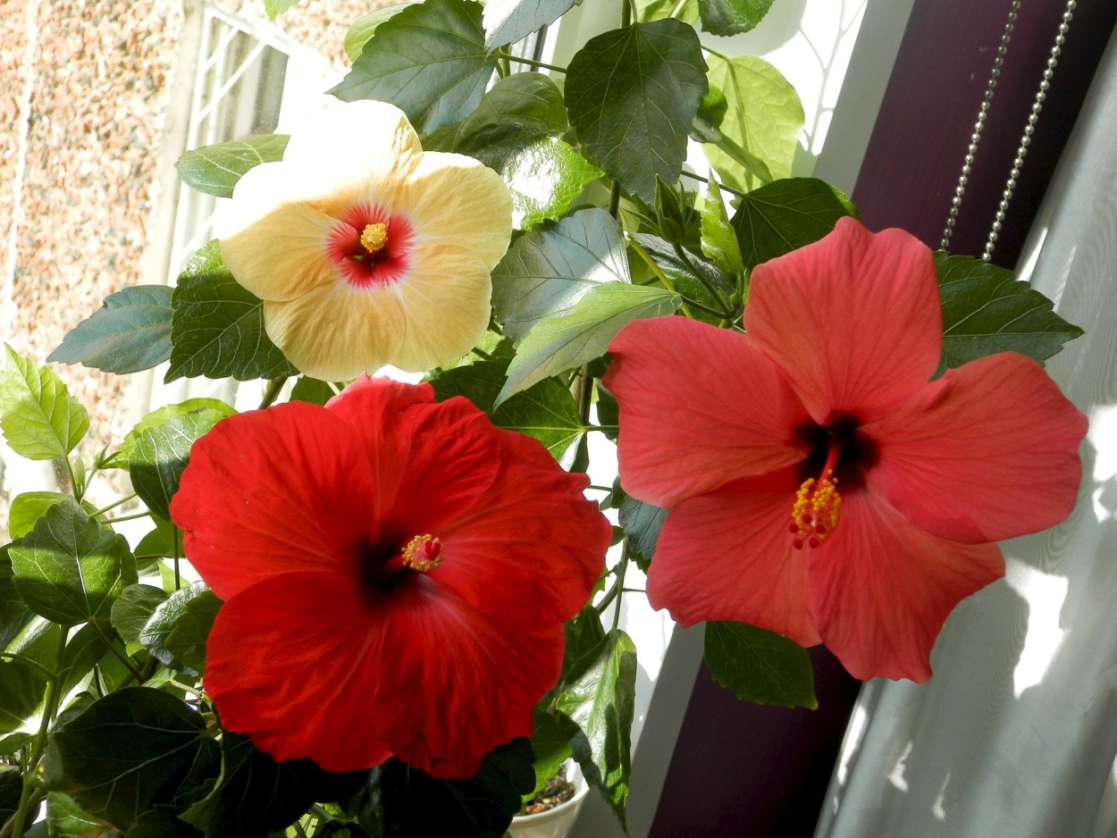 Роза гибискус комнатный