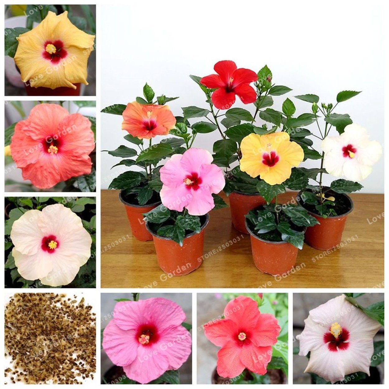 Гибискус китайская роза семена