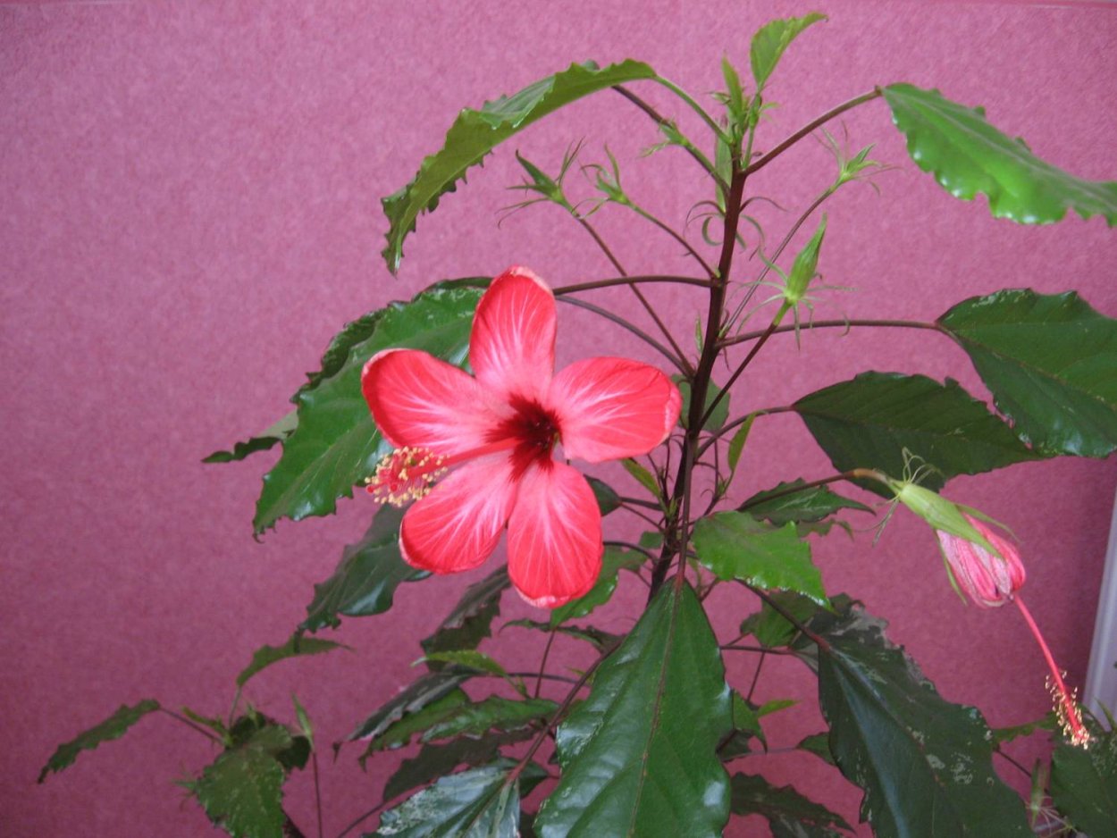 Гибискус в горшке