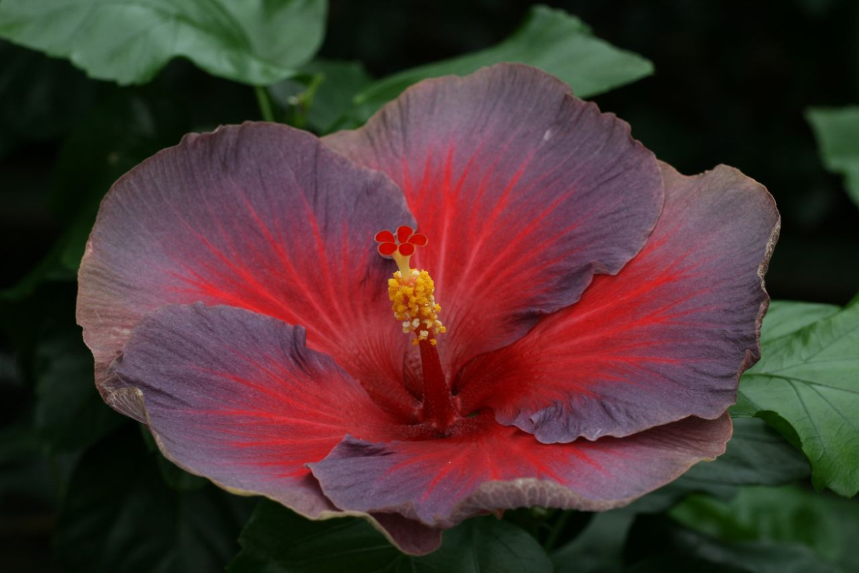 Гибискус Madeleine