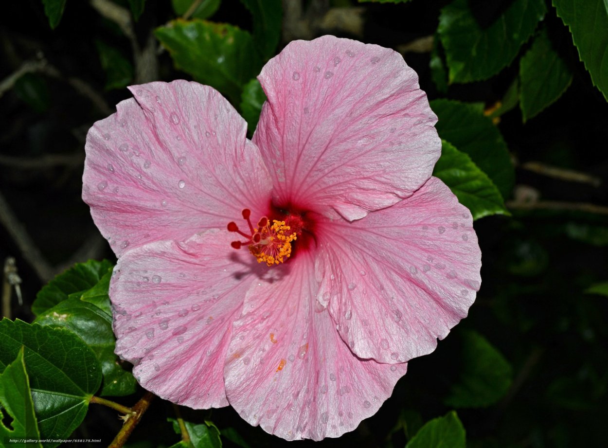 Гибискус Гамбург