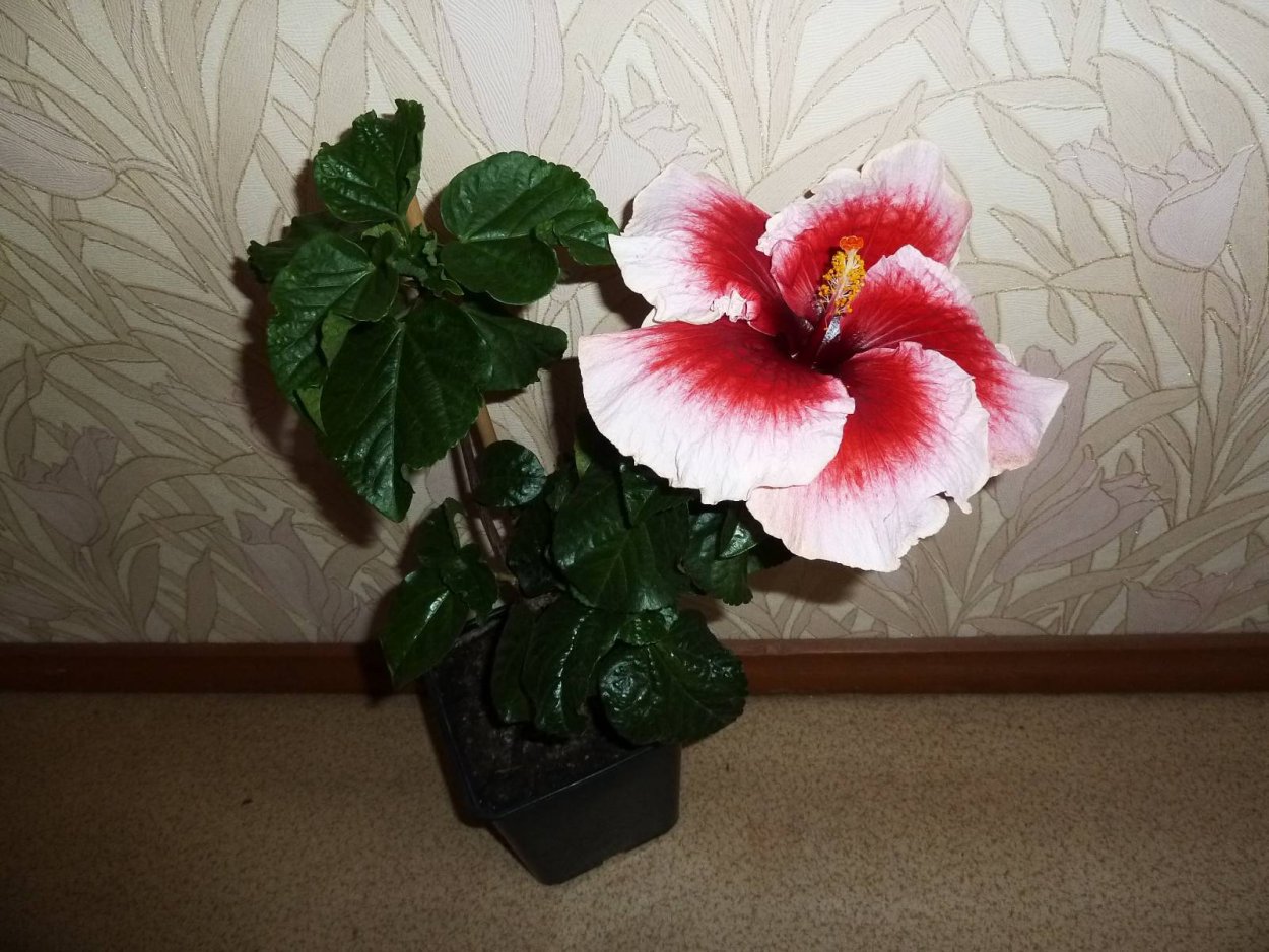 Гибискус кучерявый