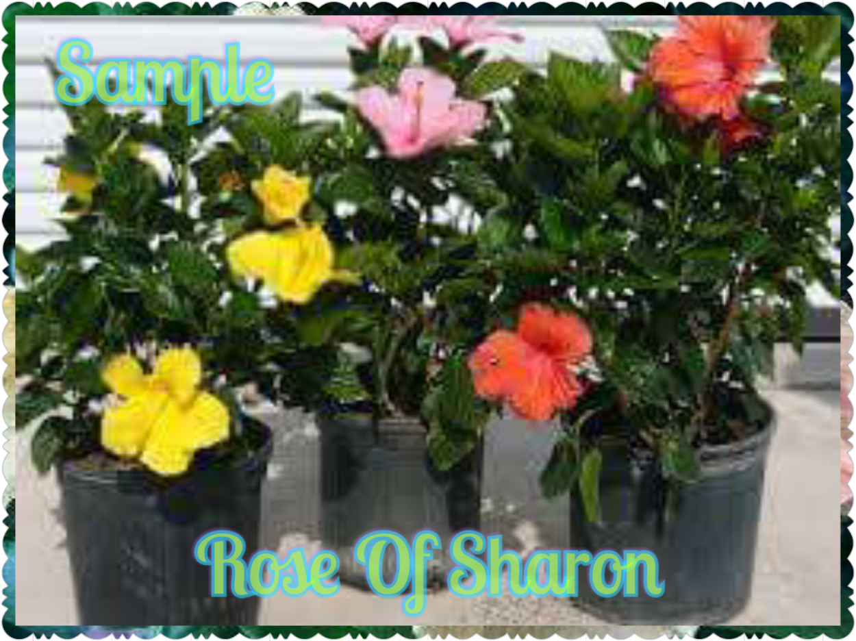 Гибискус терракотовый