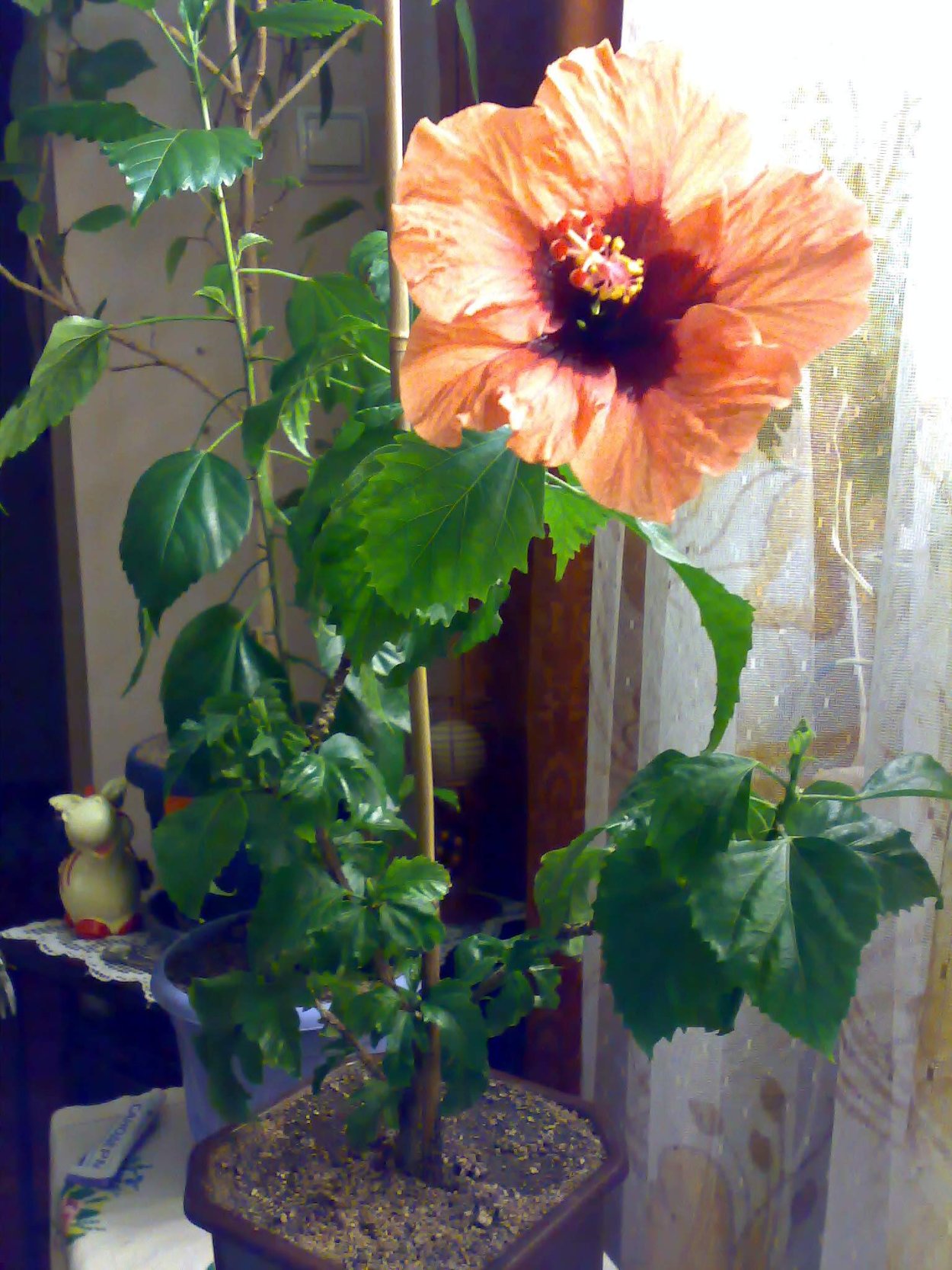 Гибискус Блэк дракон