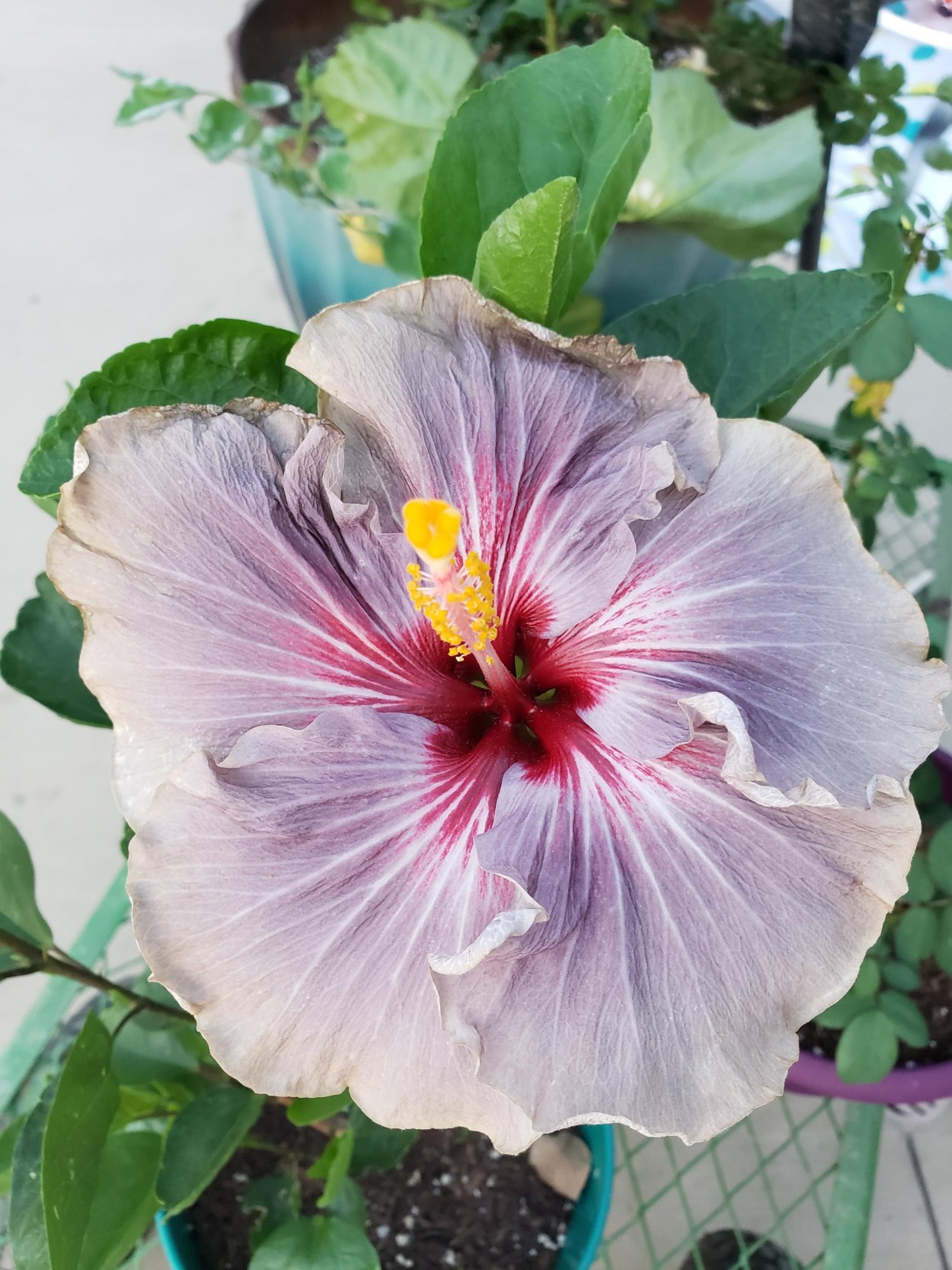 Гибискус цветок смерти