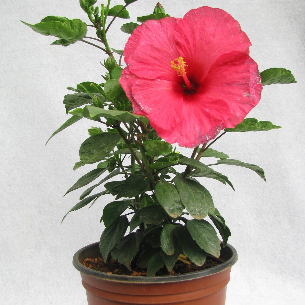 Гибискус baptistii