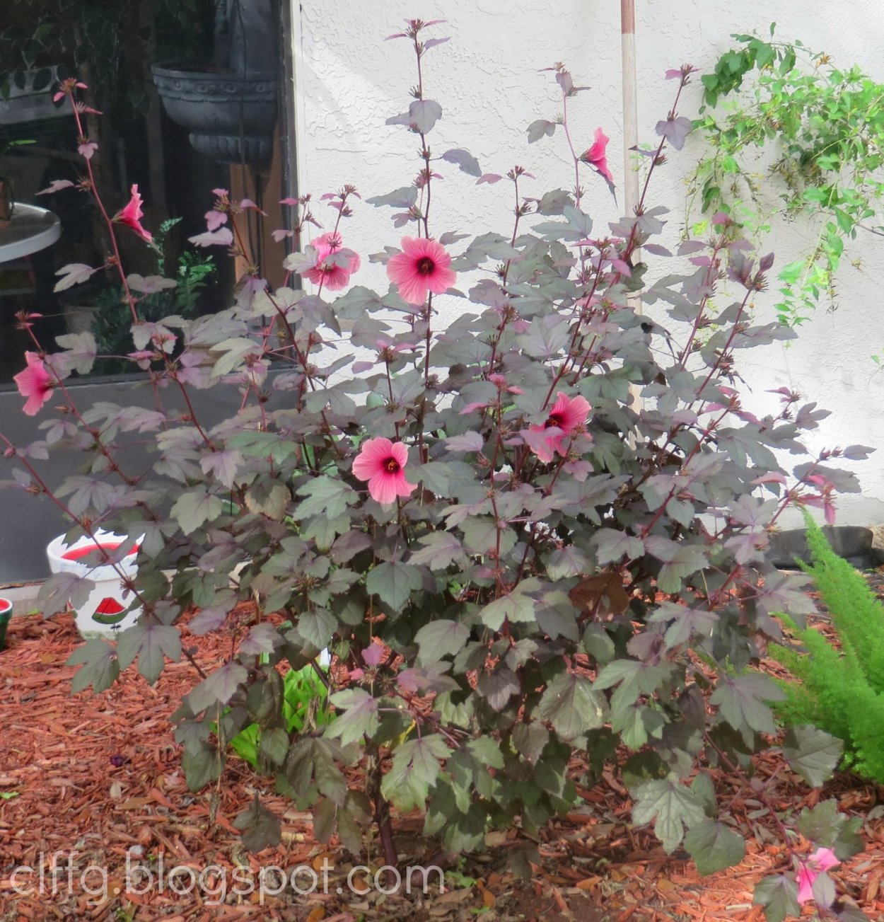 Гибискус махагони Сплендор