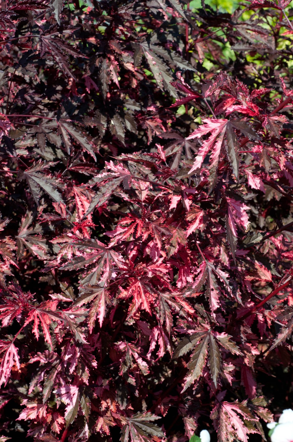 Us acetosella Mahogany