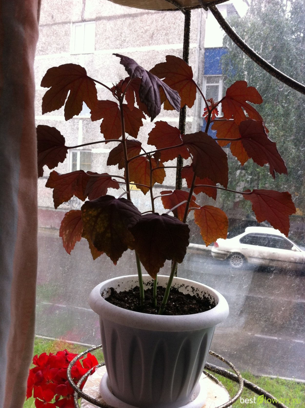 Гибискус махагони Сплендор