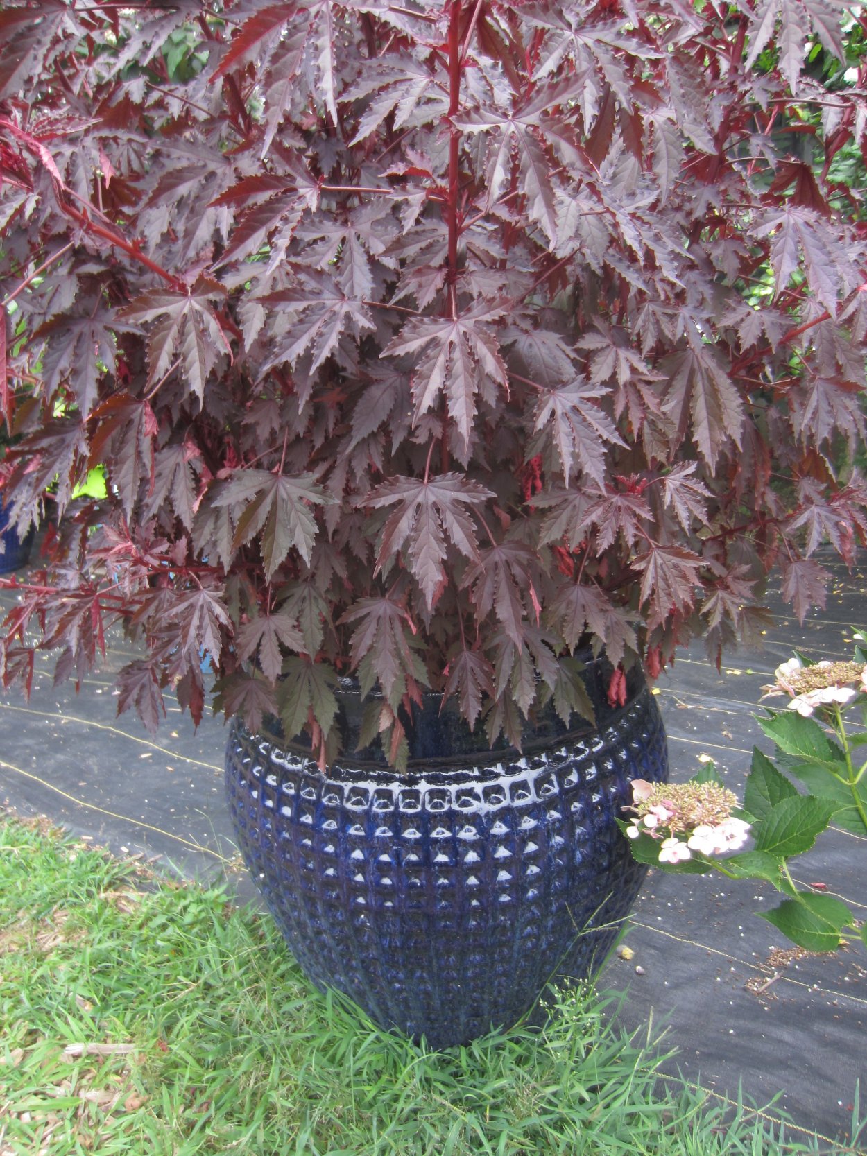 Гибискус краснолистный