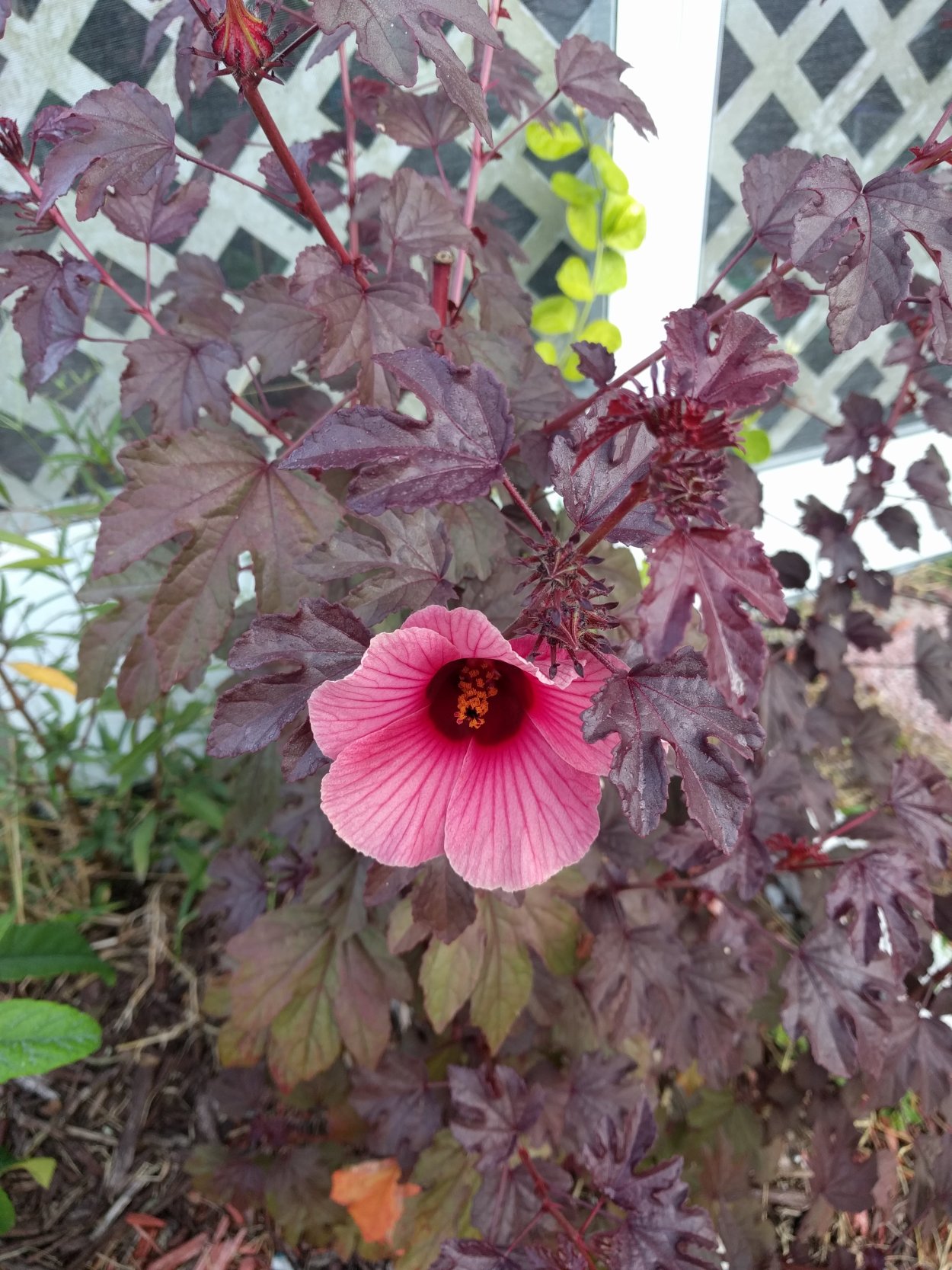 Гибискус acetosella