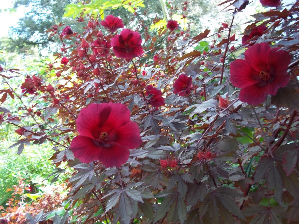 Гибискус китайский доктор