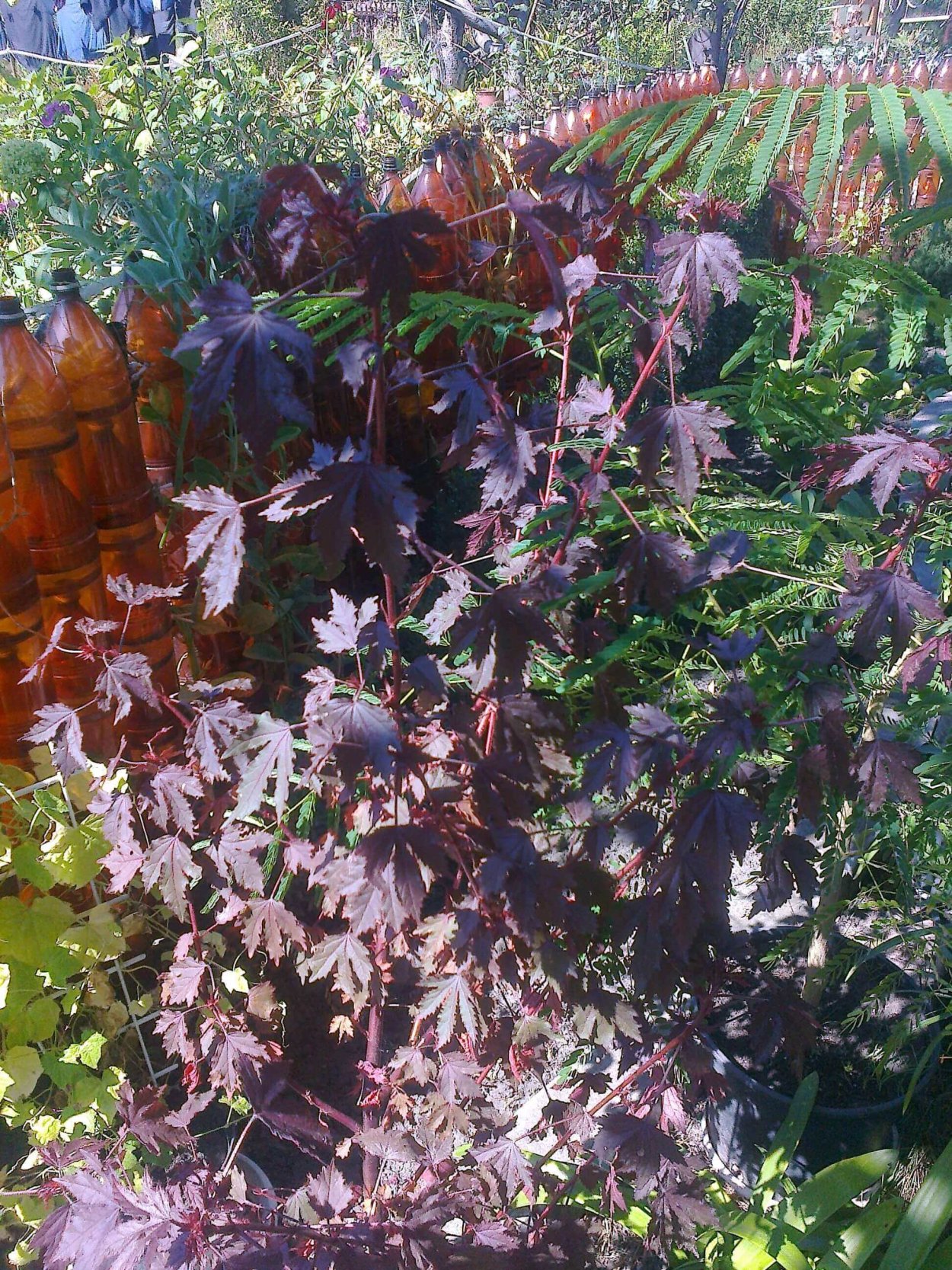 Гибискус (Hibiscus acetosella) ‘махагони Сплендер’