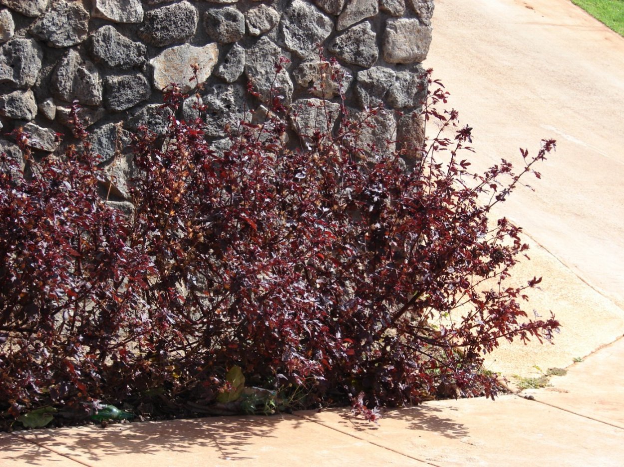 Гибискус махогани Сплендер