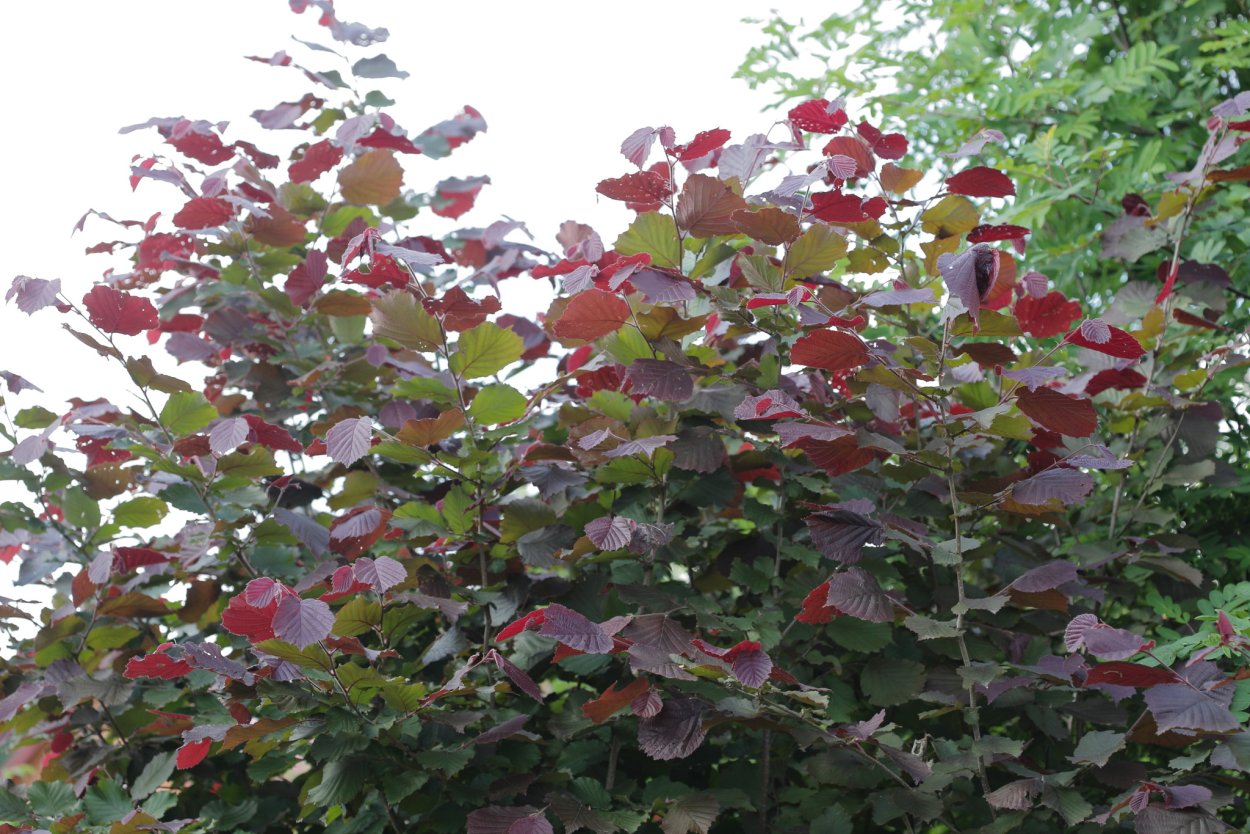 Жимолость с бордовыми листьями