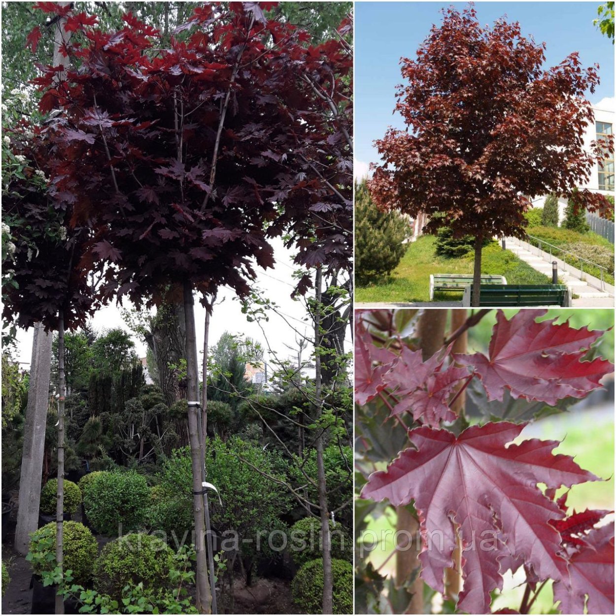 Слива краснолистная Писсарди