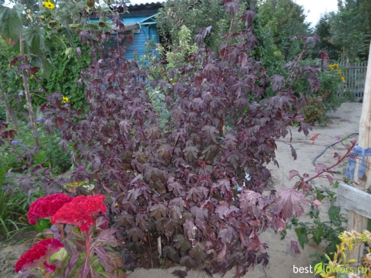 Гибискус краснолистный травяной