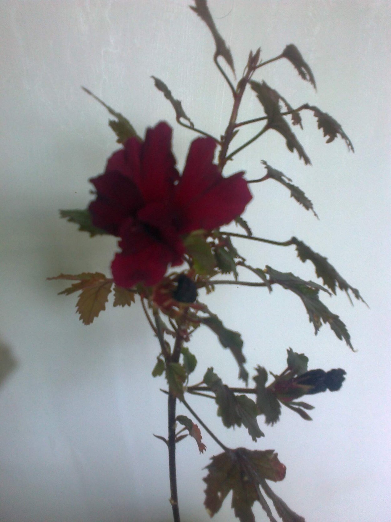 Гибискус махагони