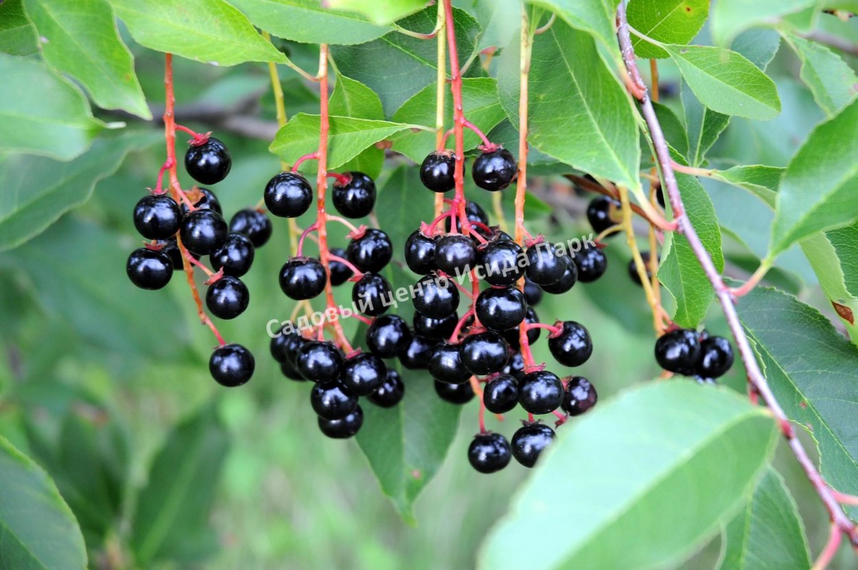 Бирючина (Волчья ягода) овальнолистная
