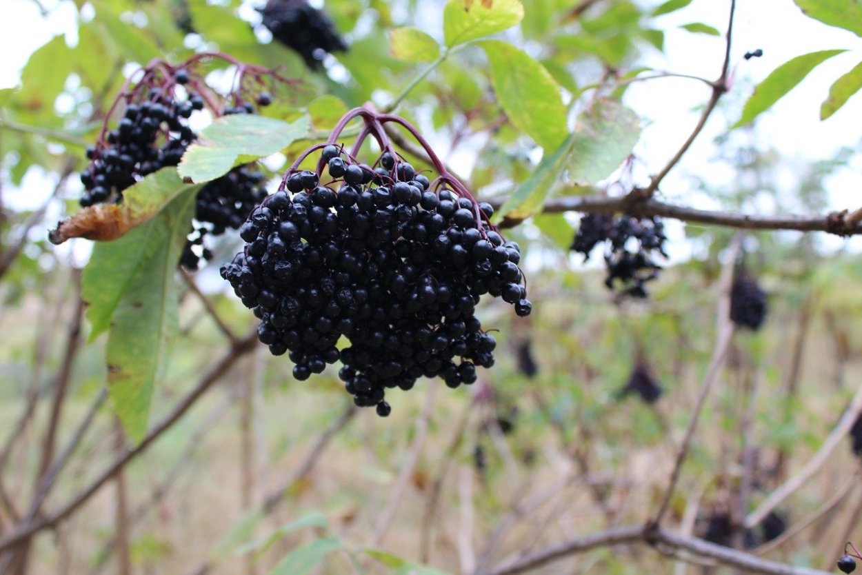 Elderberry Бузина