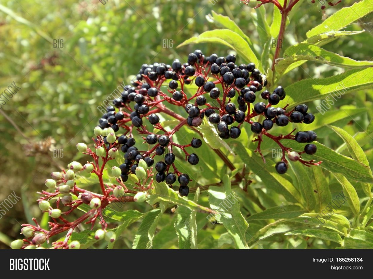 Черемуха черная ягоды