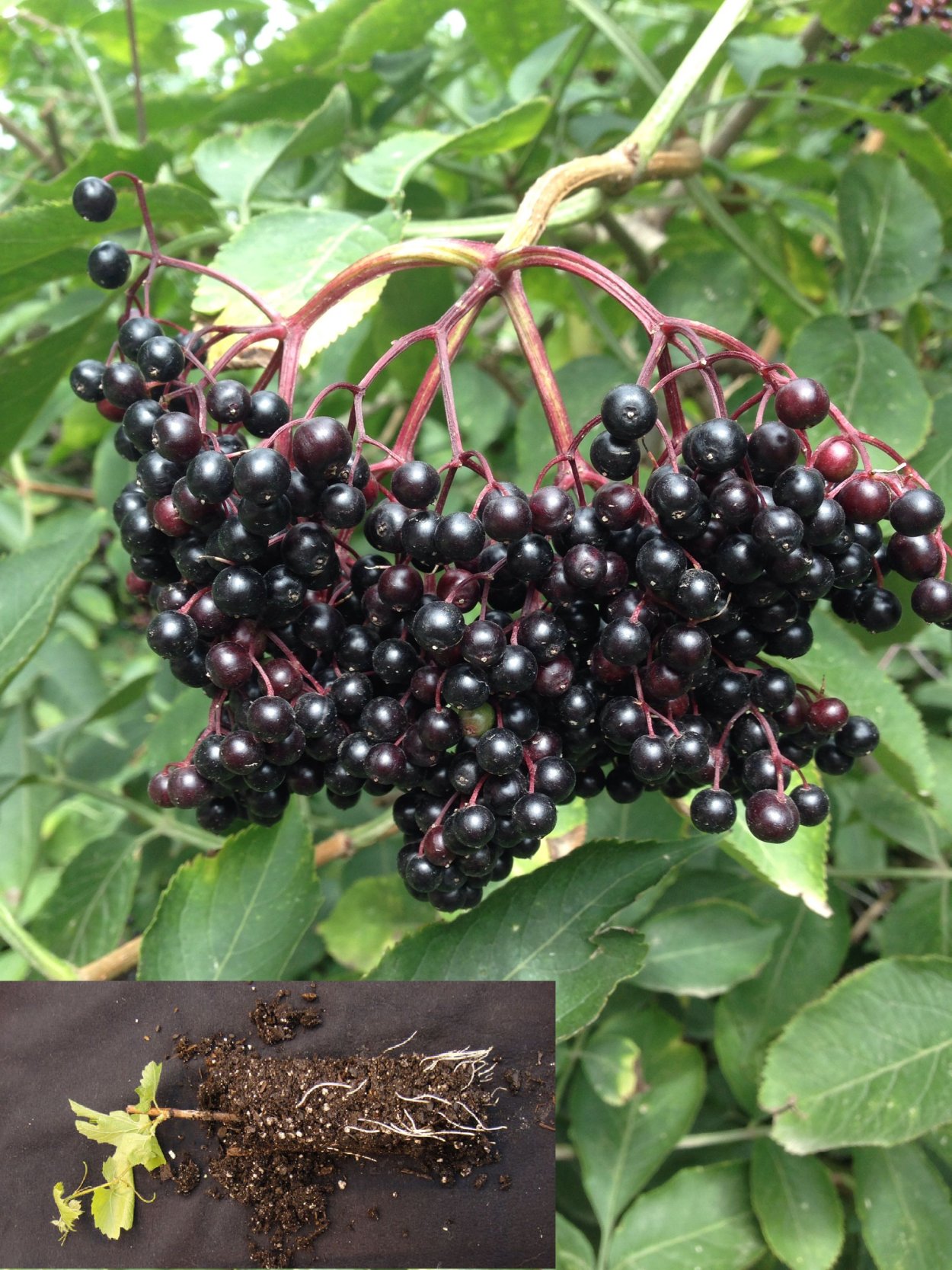 Жимолость Татарская черные ягоды