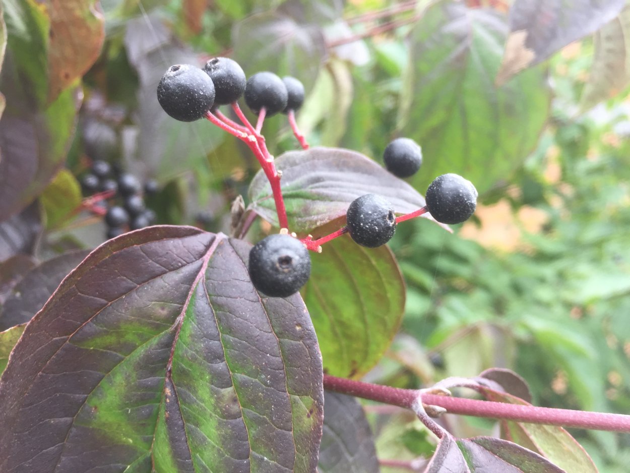 Дерен с красными листьями и черными ягодами