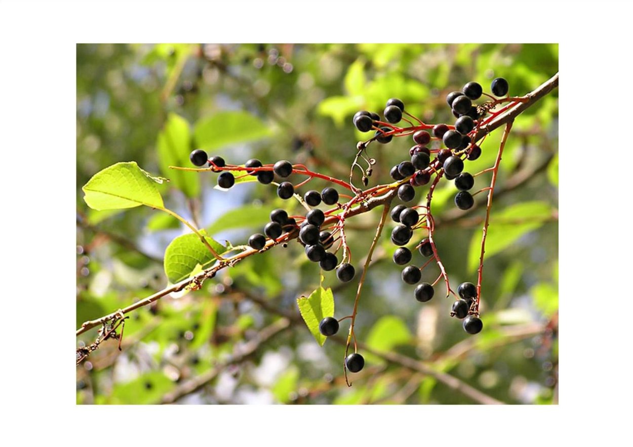 Черемуха виргинская черная