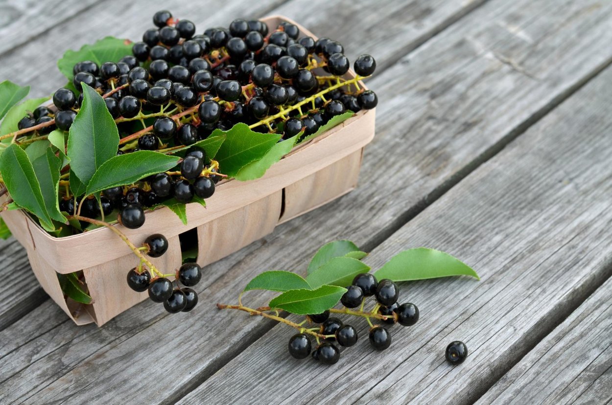 Бузина Абхазская