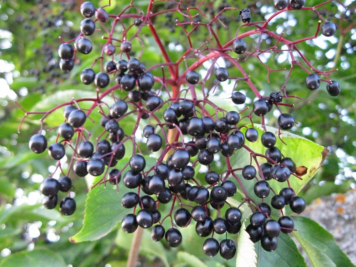 Санберри ягода Дикая