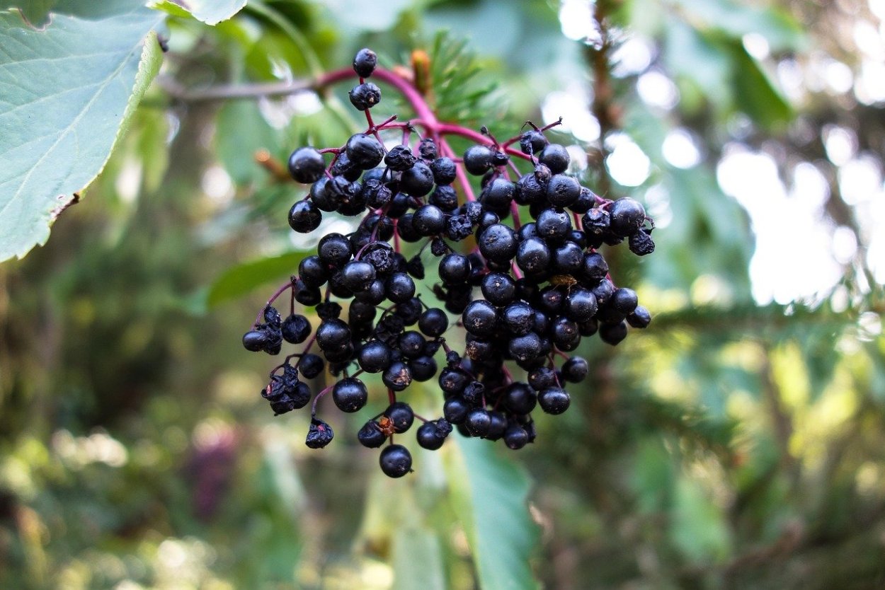 Elderberry Bush