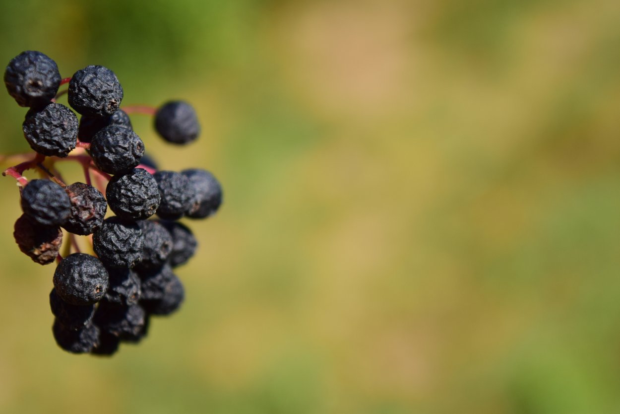 Чёрная ягода на дереве