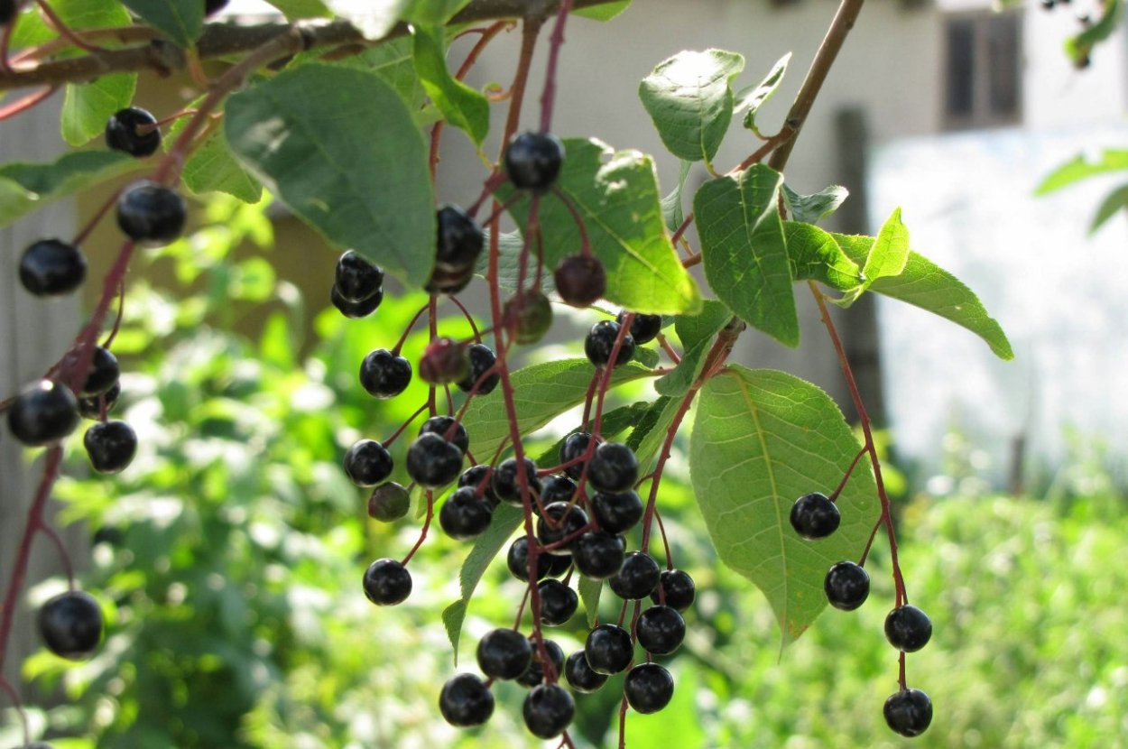 Бузина весной насекомые