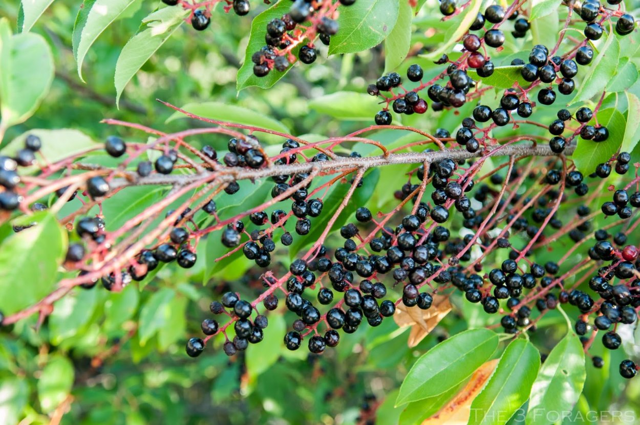 Черемуха черная с красными листьями