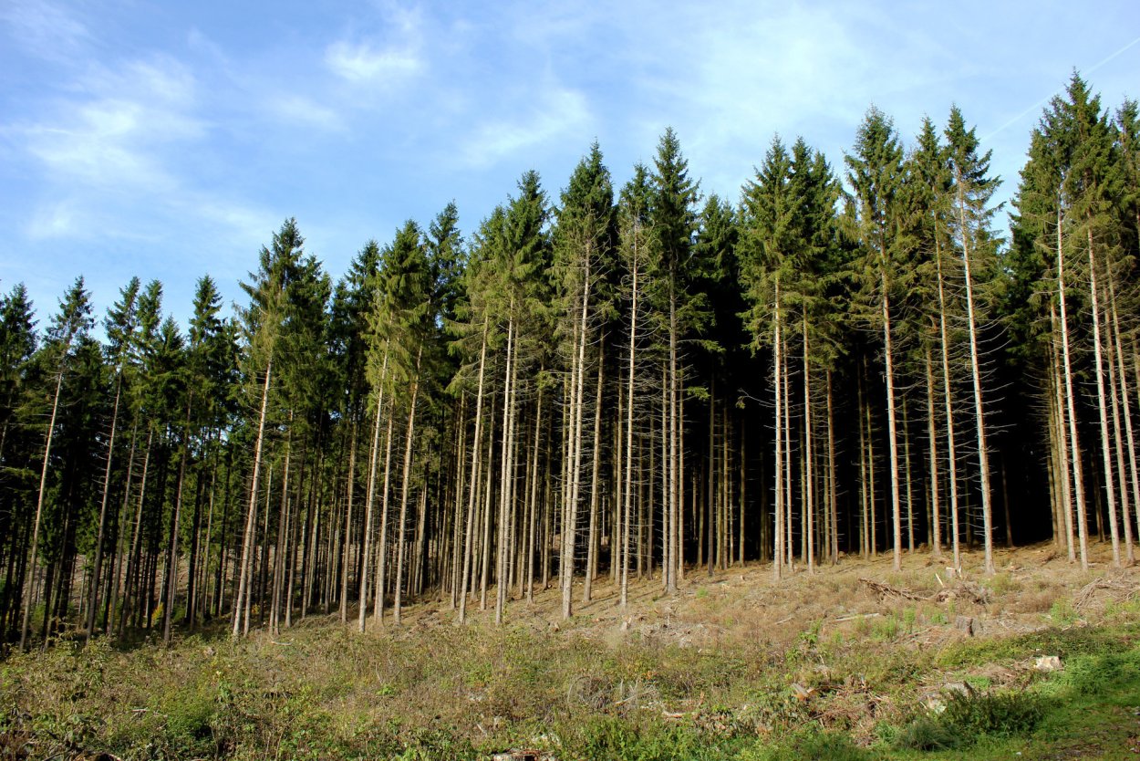 Пихтовый лес Сосновый Бор