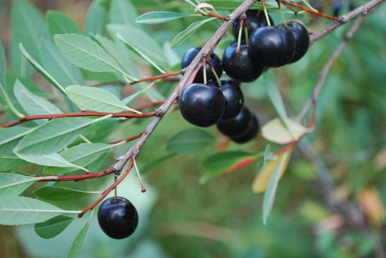 Шелковица турчанка