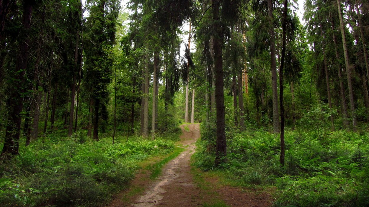 Линдуловская роща тропа