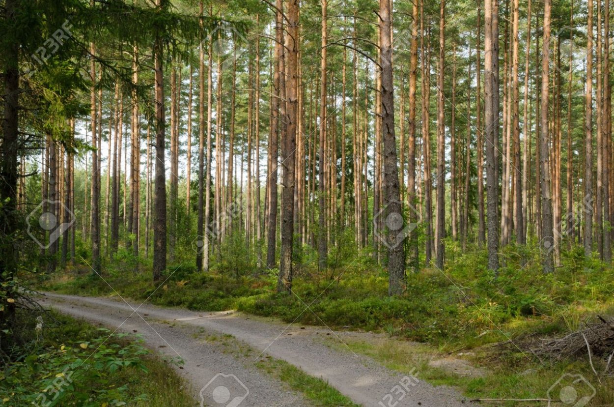 Кременской лес