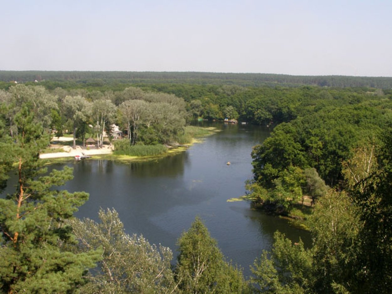 Хвойный лес в Мордовии