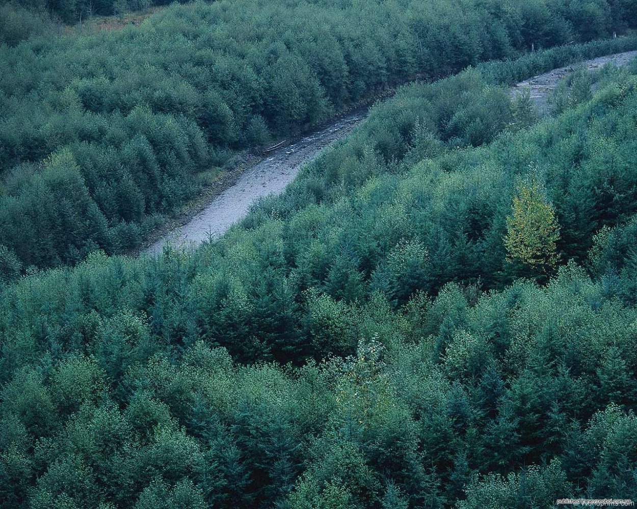 Озеро черное Лужский район